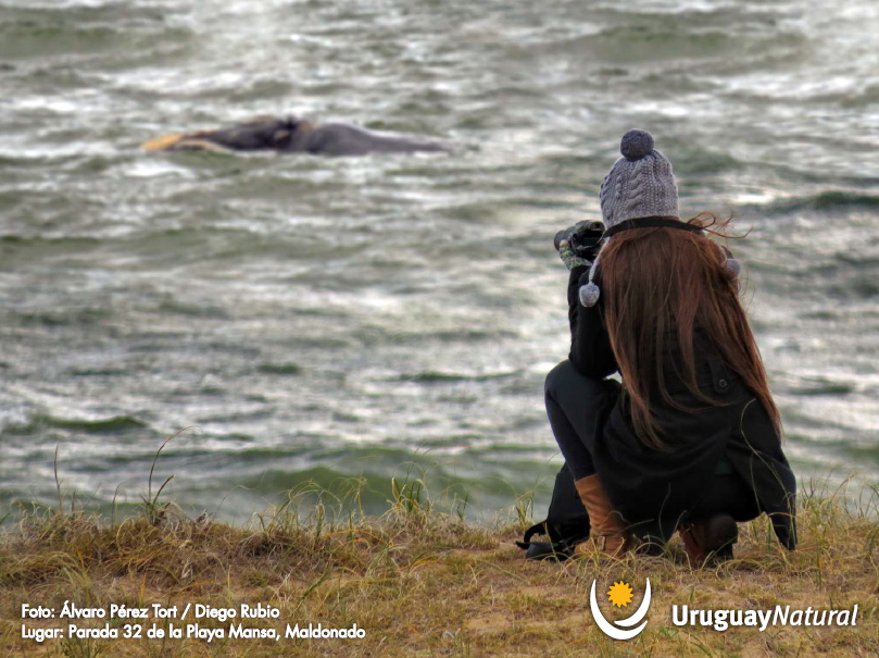 foto-ballena2-1