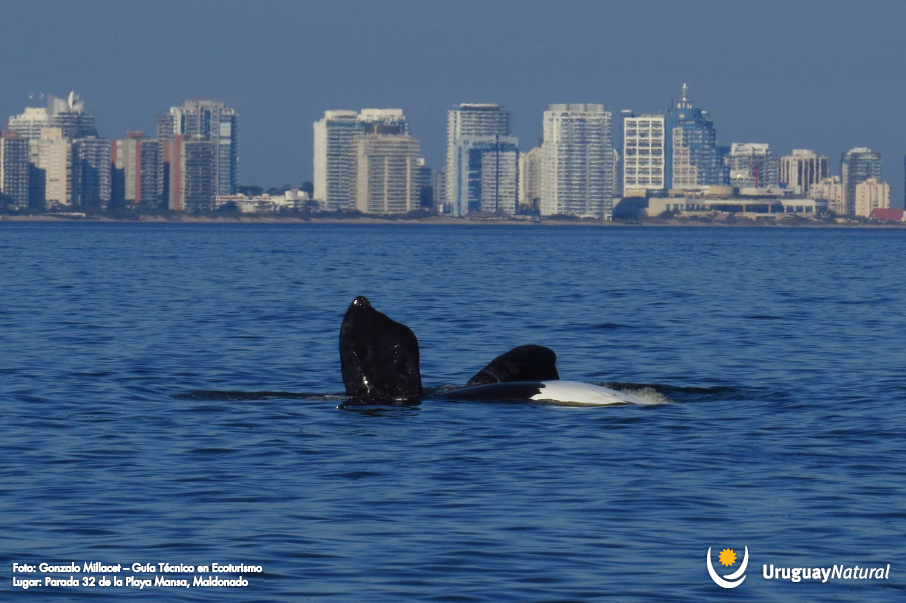 foto-ballenas1